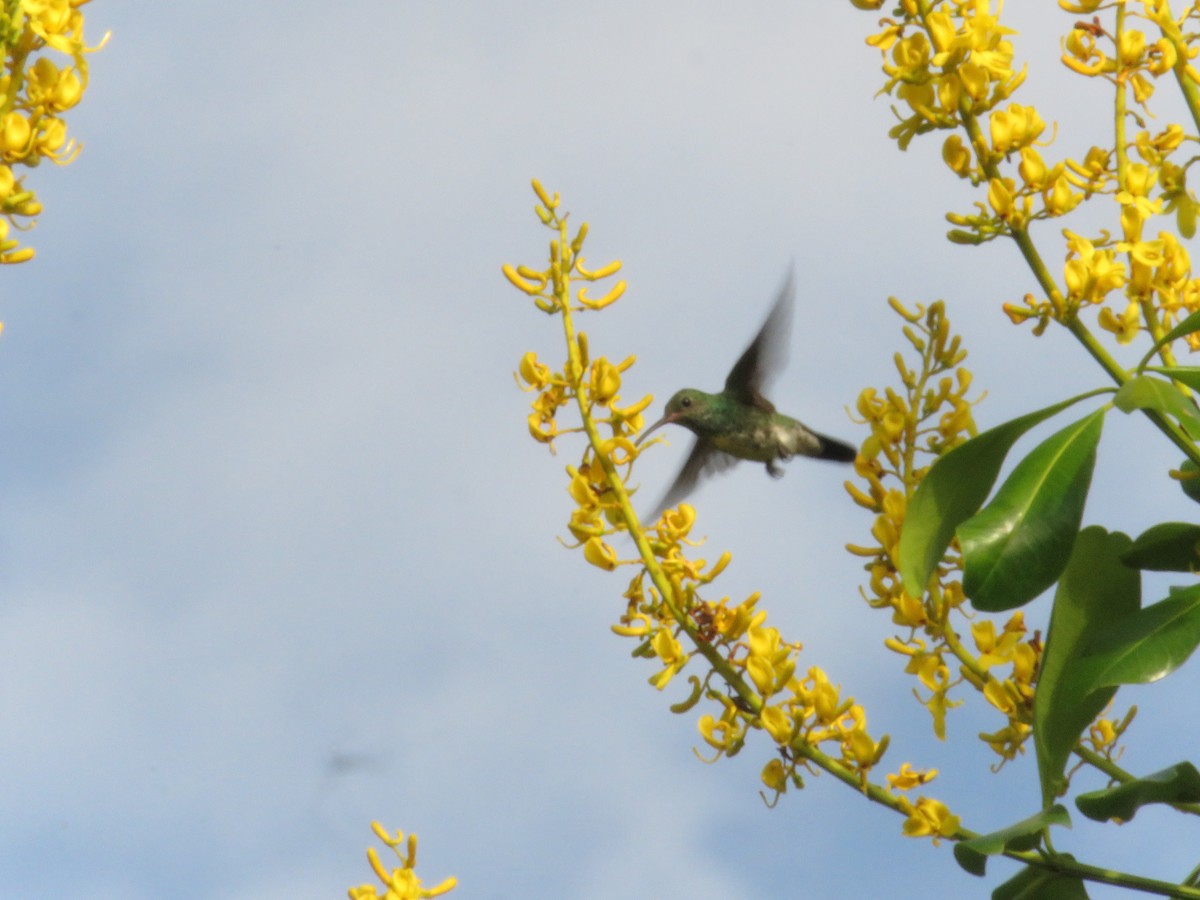 Glittering-throated Emerald - ML150383111