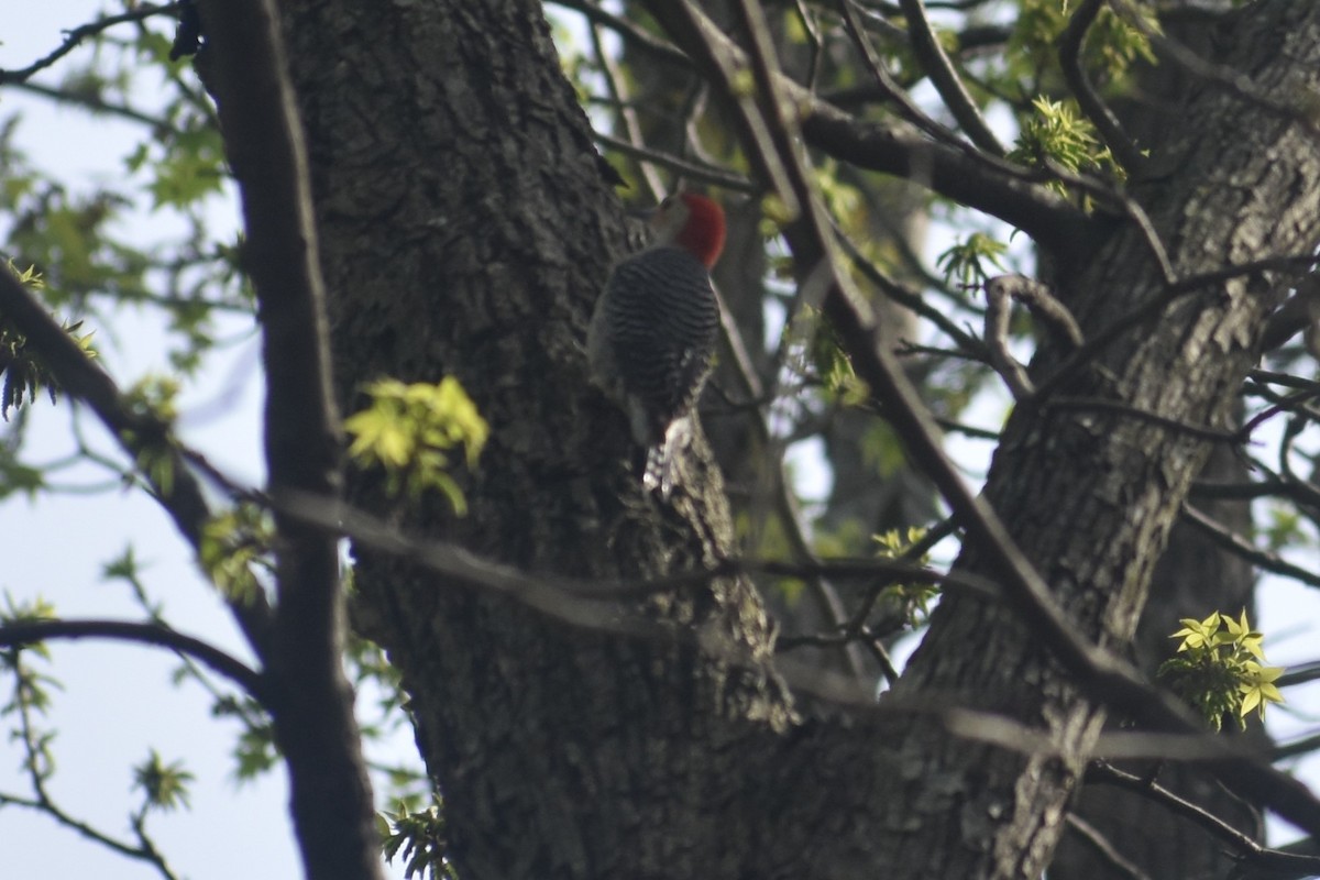 Red-bellied Woodpecker - Pat Hendrix