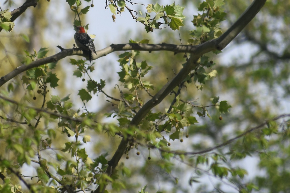 Red-bellied Woodpecker - pat Hendrix