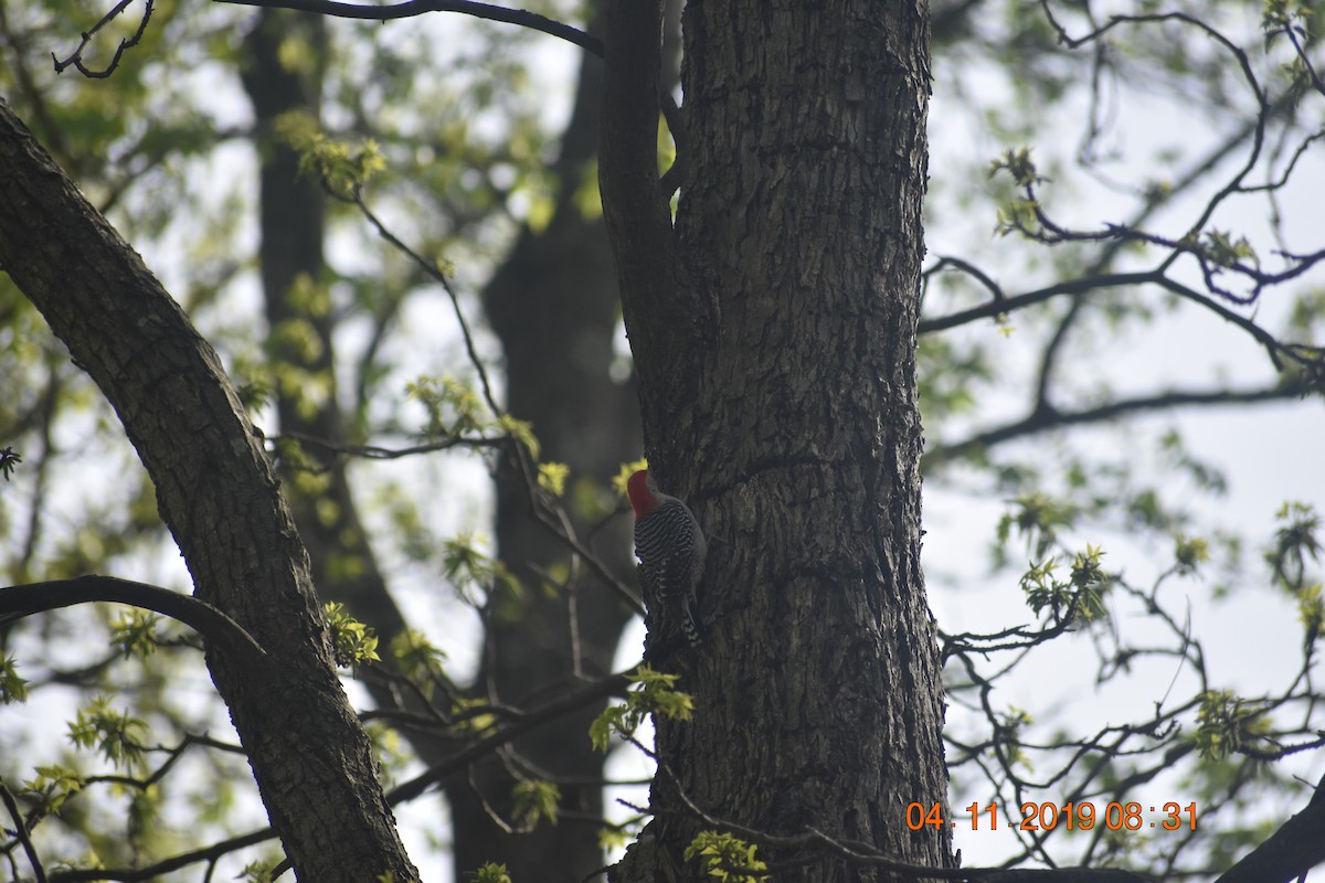 Red-bellied Woodpecker - pat Hendrix
