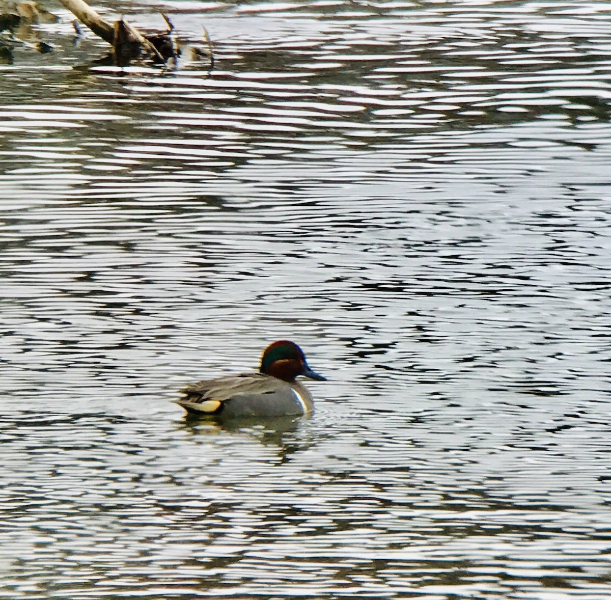 Green-winged Teal - ML150385371