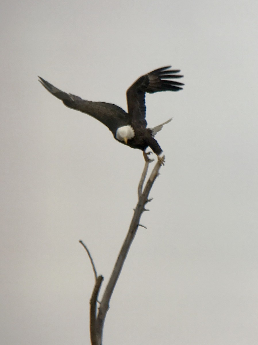 Bald Eagle - ML150385641