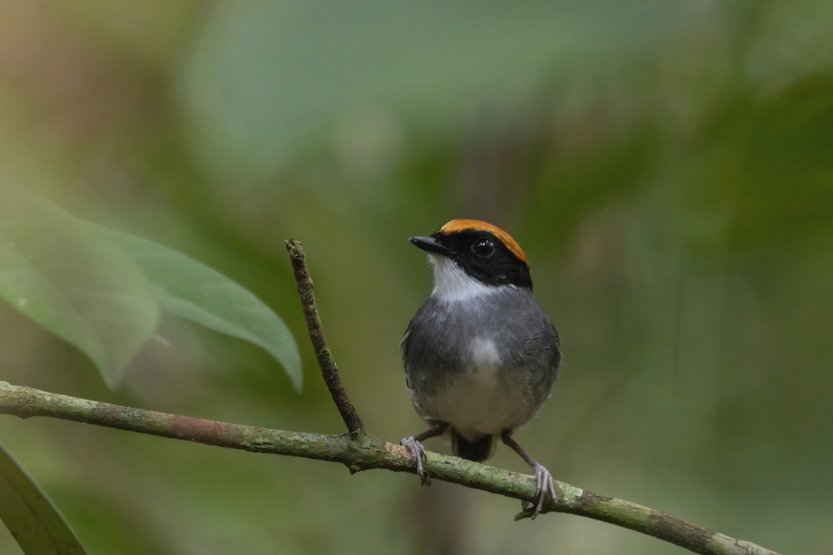 Black-cheeked Gnateater - ML150386501