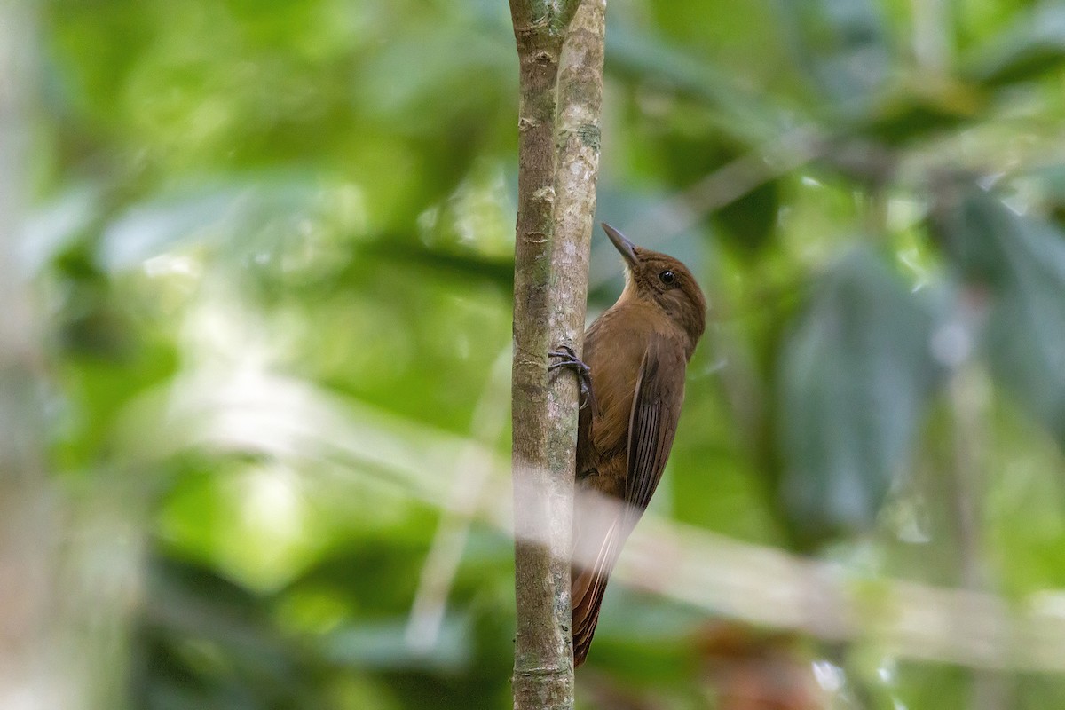 Plain-winged Woodcreeper - ML150386601