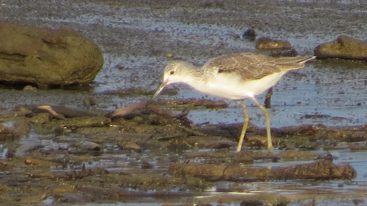 Common Greenshank - ML150386881