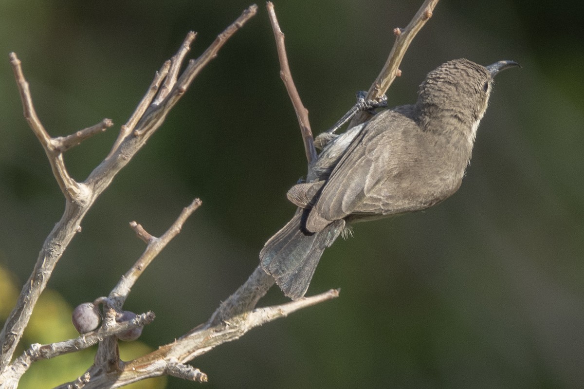 Palestine Sunbird (Palestine) - Scott Young