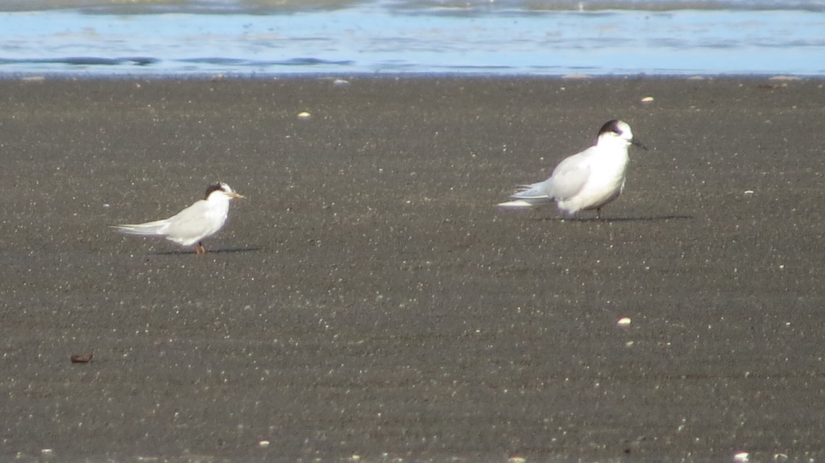 Little Tern - ML150387251