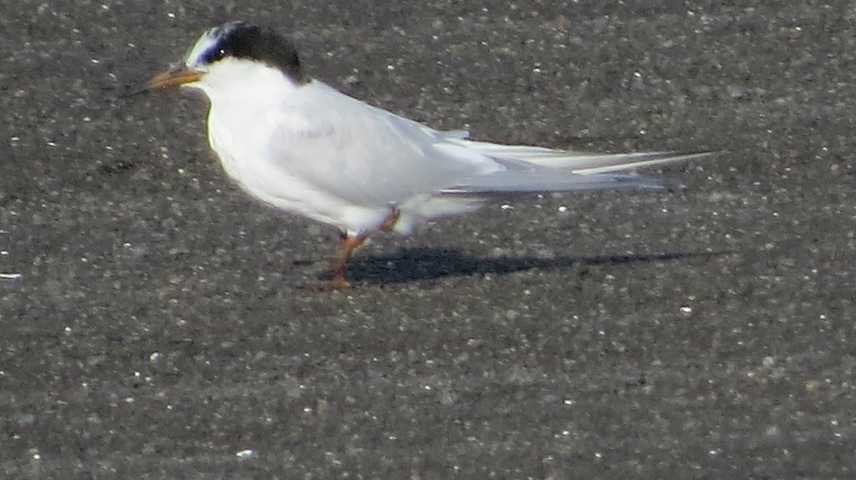 Little Tern - ML150387261