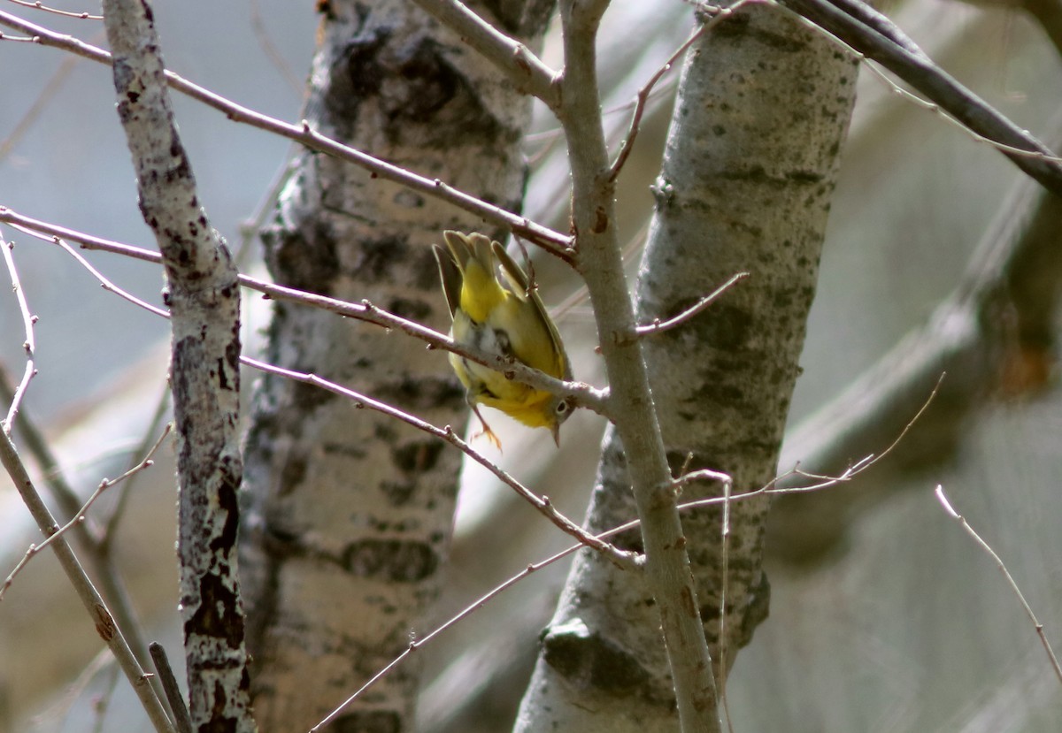 Nashville Warbler - ML150388271