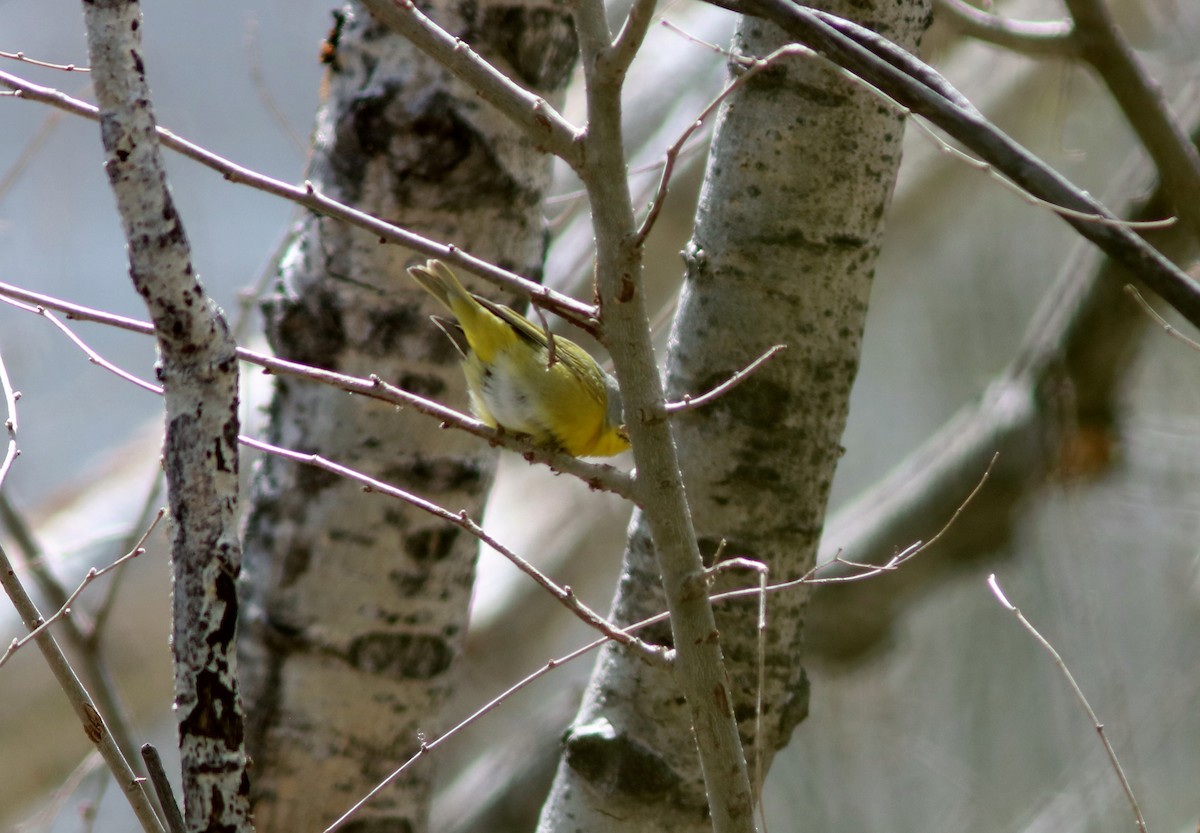 Nashville Warbler - ML150388371