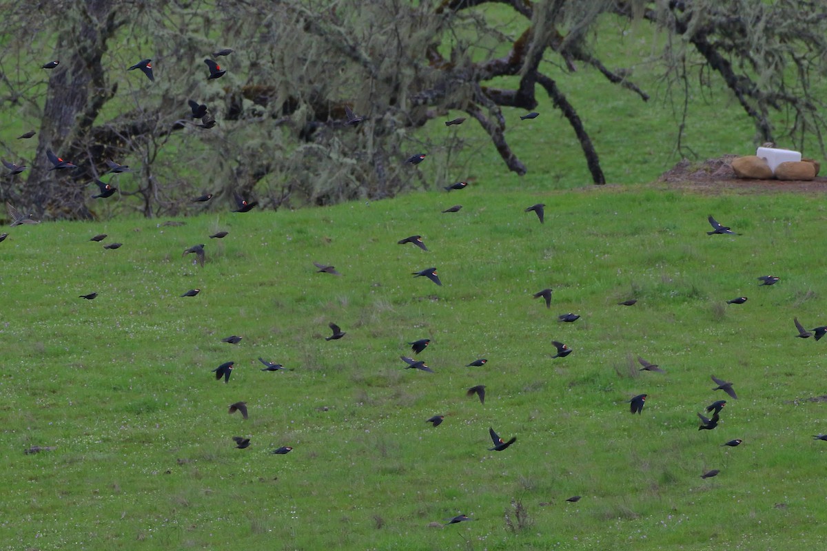 Tricolored Blackbird - ML150388661