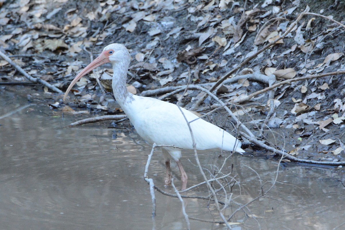 ibis bílý - ML150390001