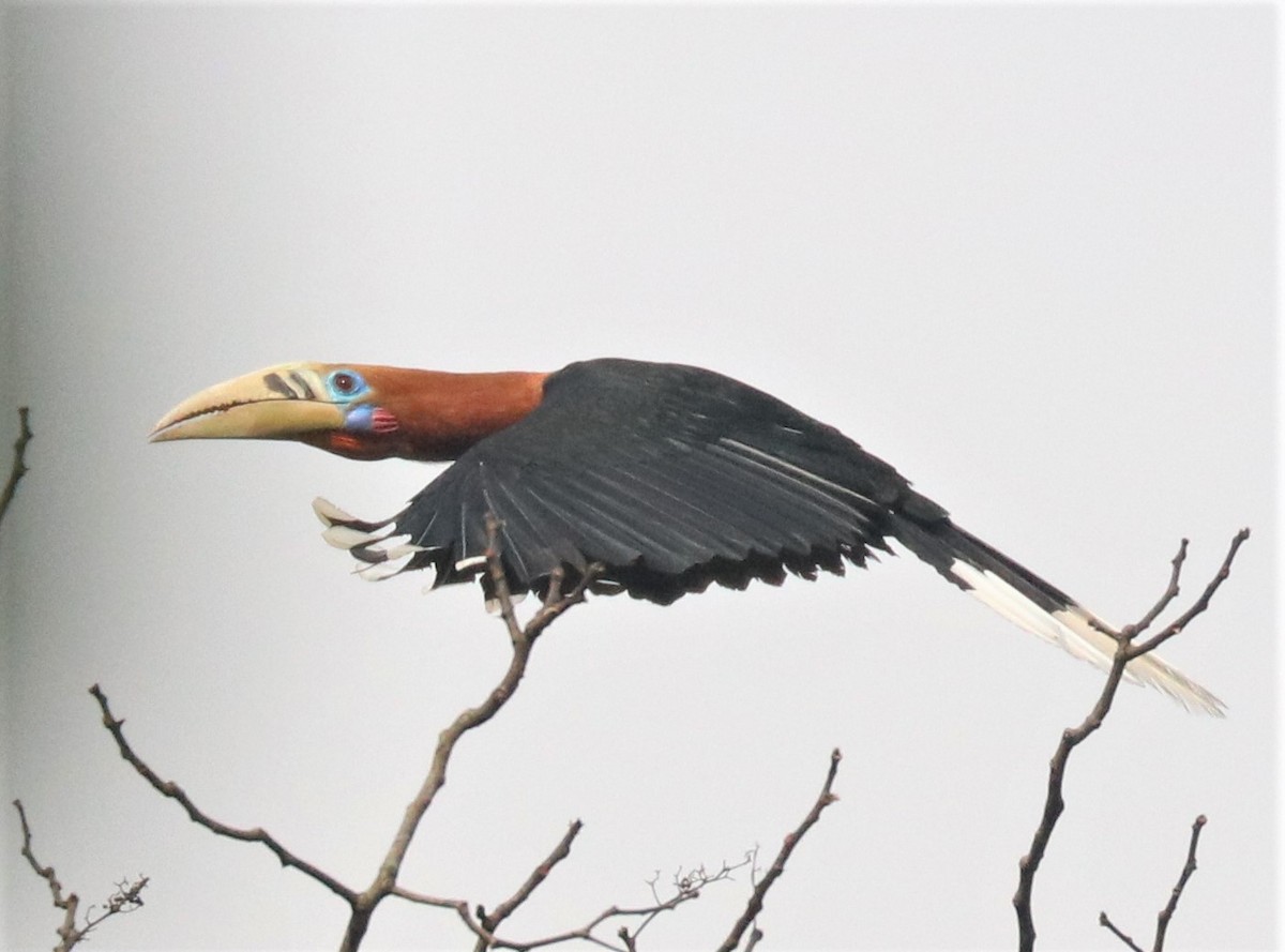 Rufous-necked Hornbill - Loch Kilpatrick