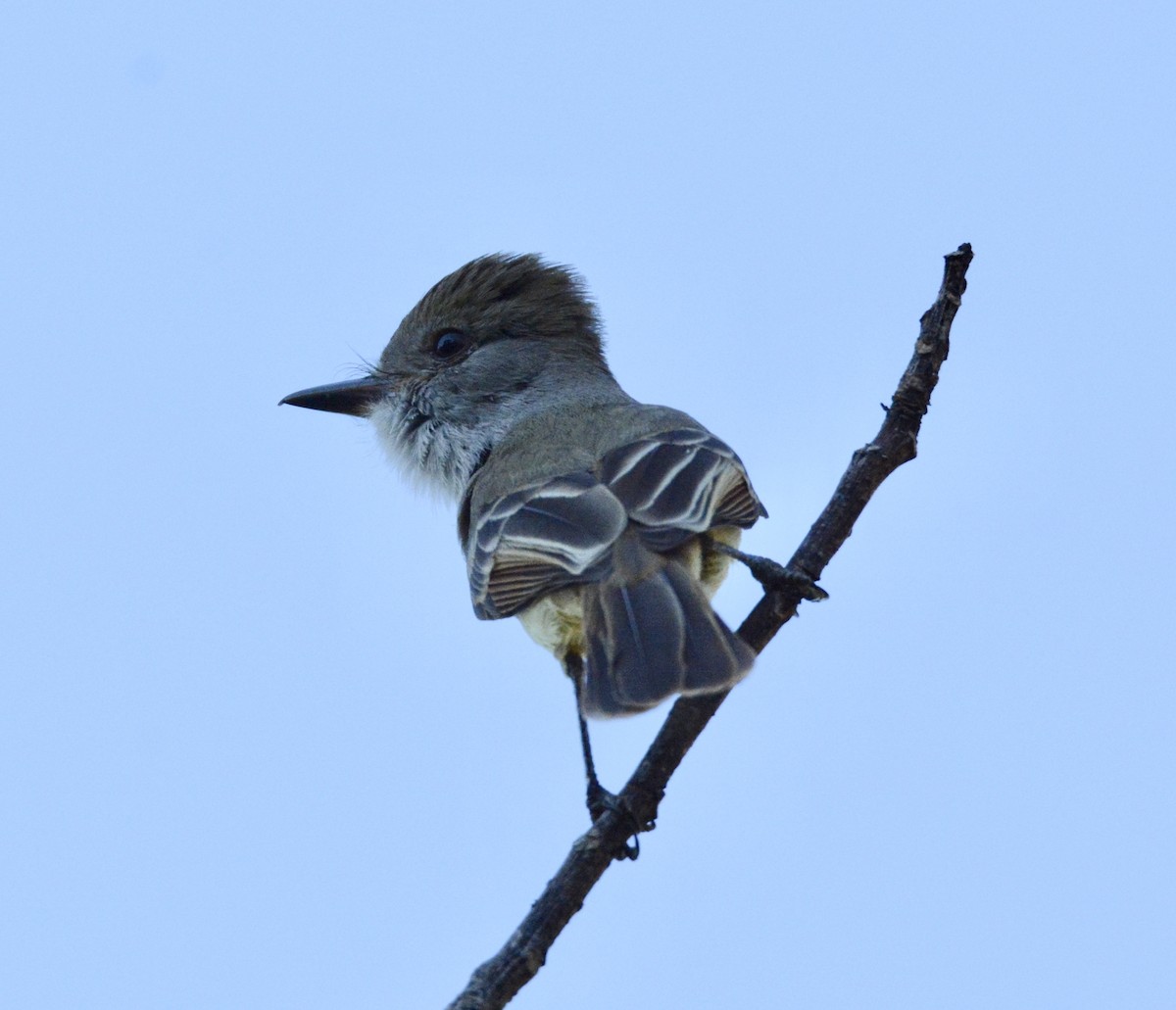 Nutting's Flycatcher - Taylor Abbott