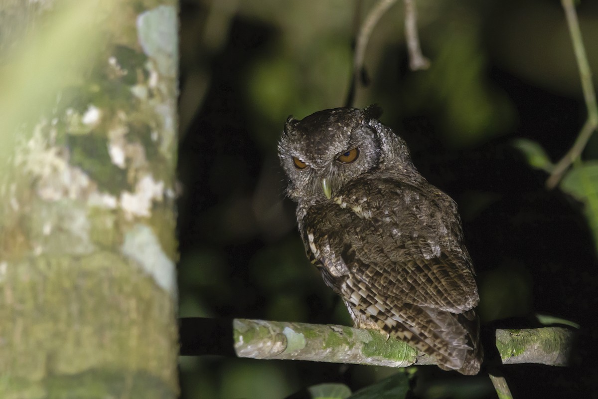 Black-capped Screech-Owl - Gabriel Bonfa