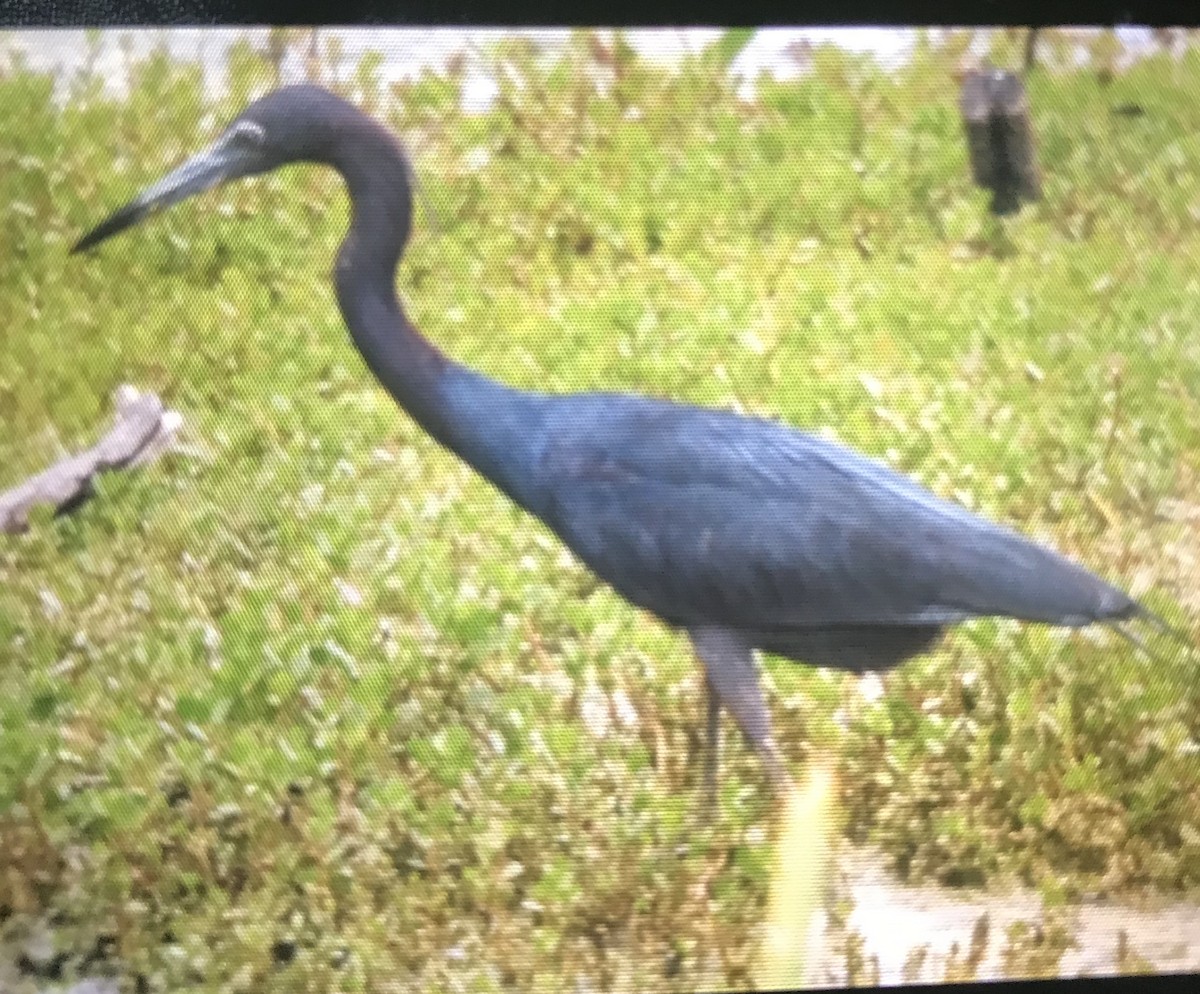 Little Blue Heron - ML150392801