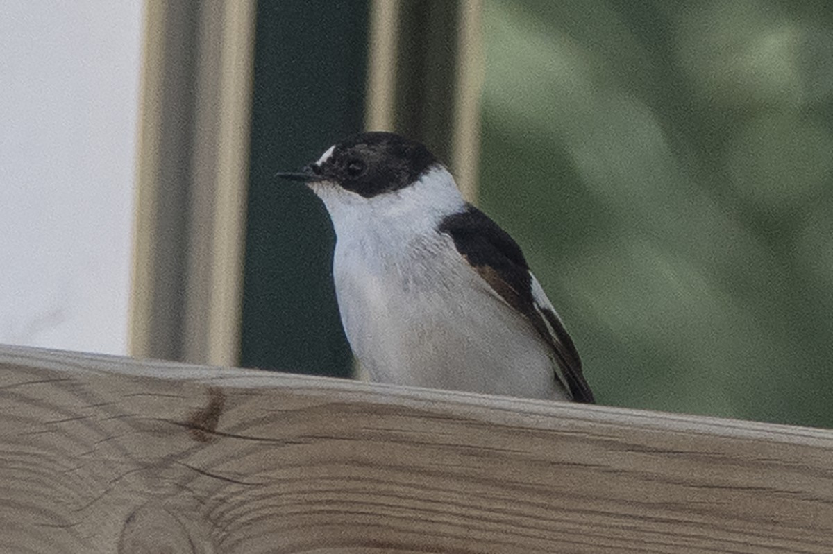 Collared Flycatcher - Scott Young