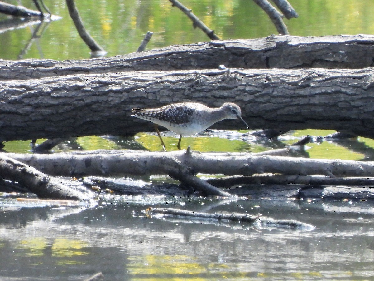 Wood Sandpiper - Teresa Cohen