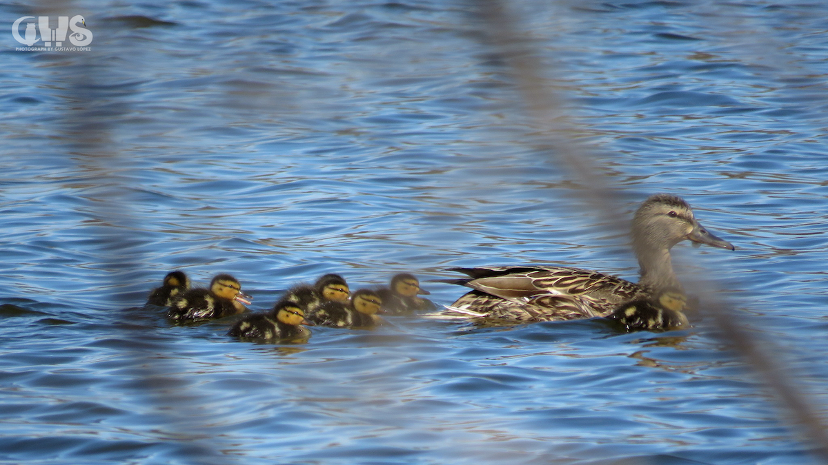 Canard colvert - ML150394851