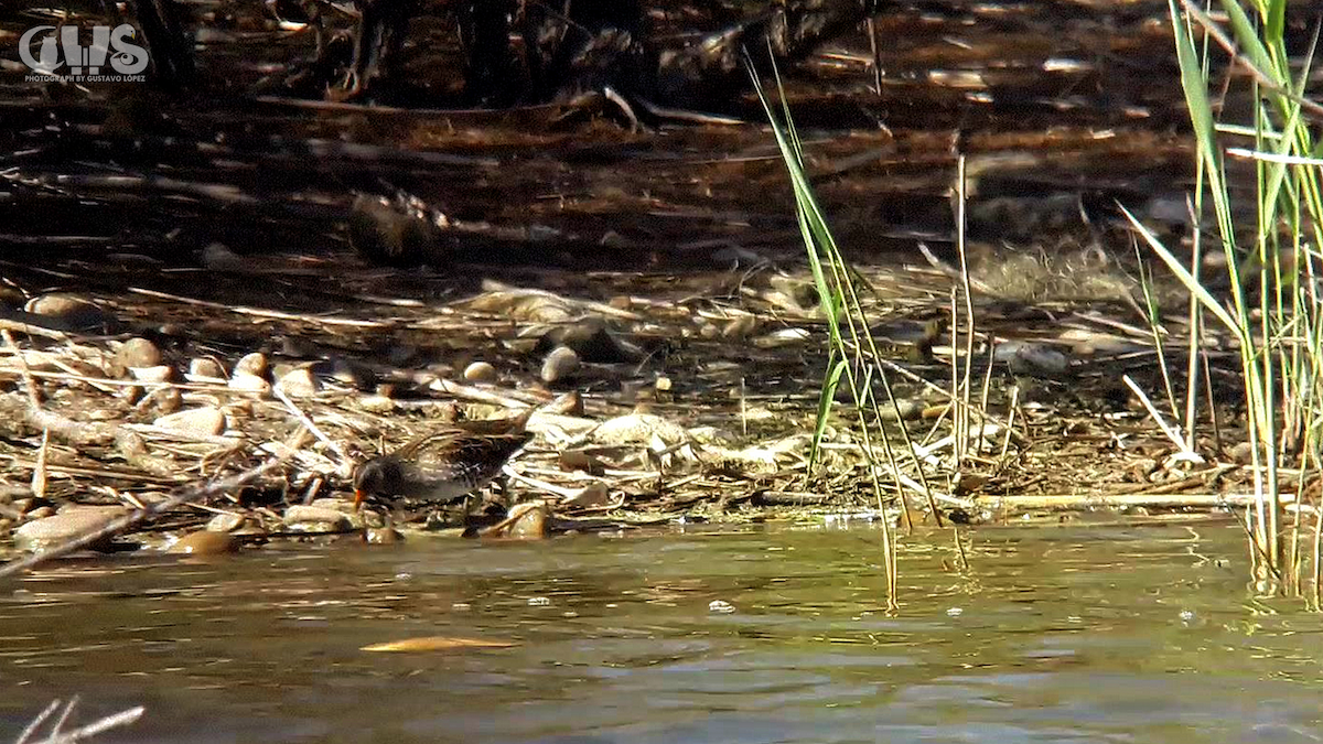 Spotted Crake - ML150395091