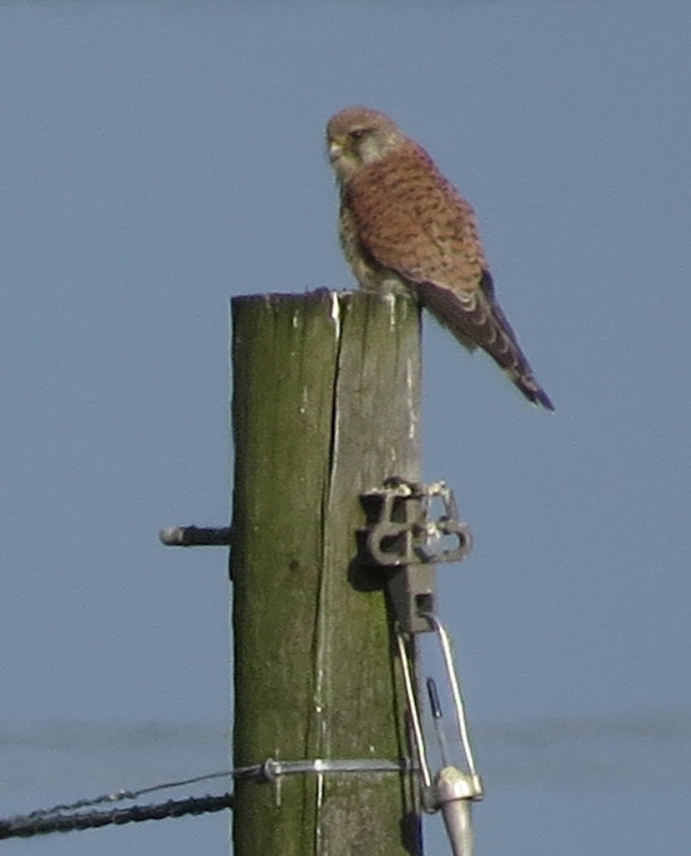 Eurasian Kestrel - ML150395611