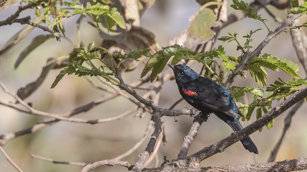 Red-shouldered Cuckooshrike - ML150396861