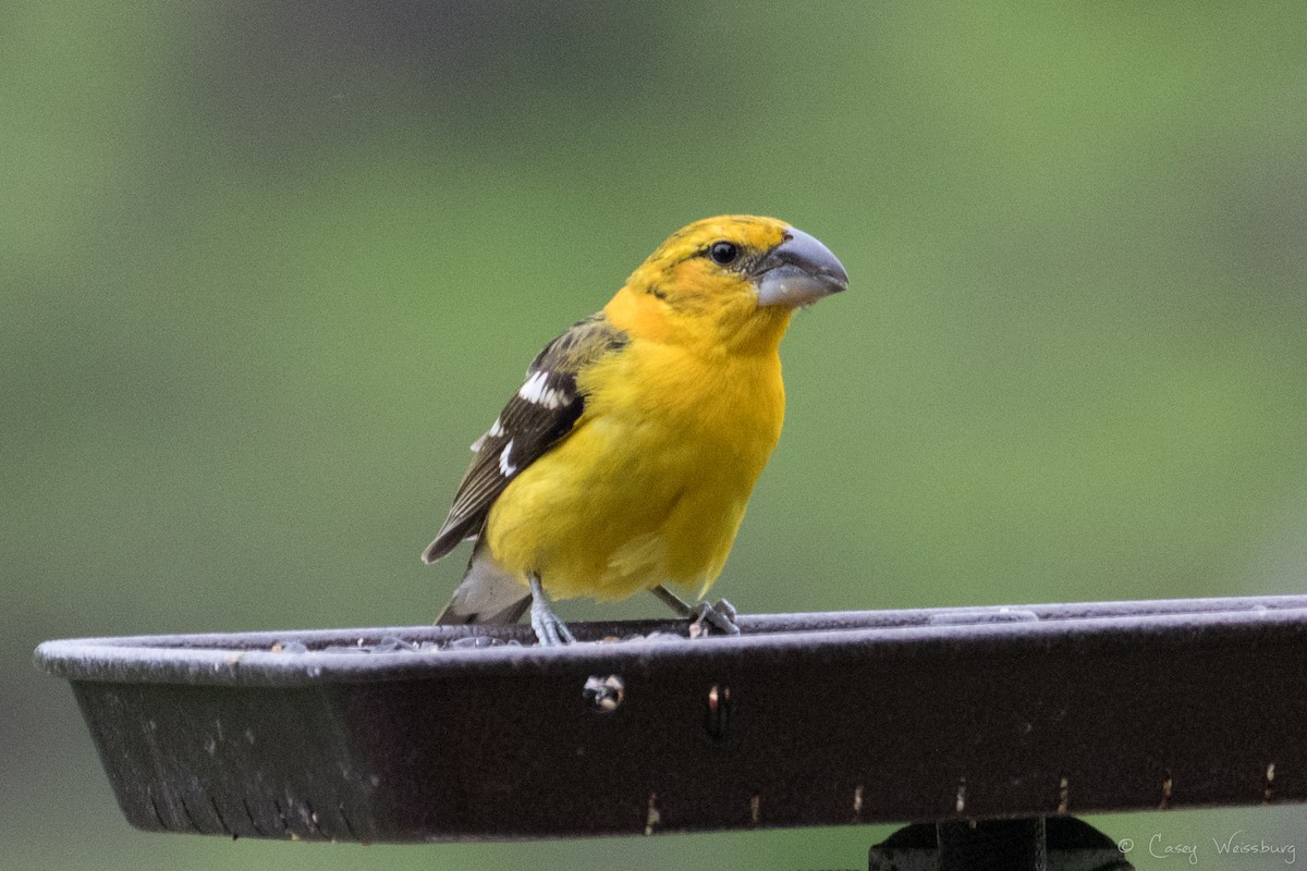 Yellow Grosbeak - ML150397751