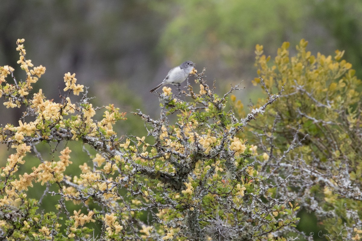 Gray Vireo - ML150397911