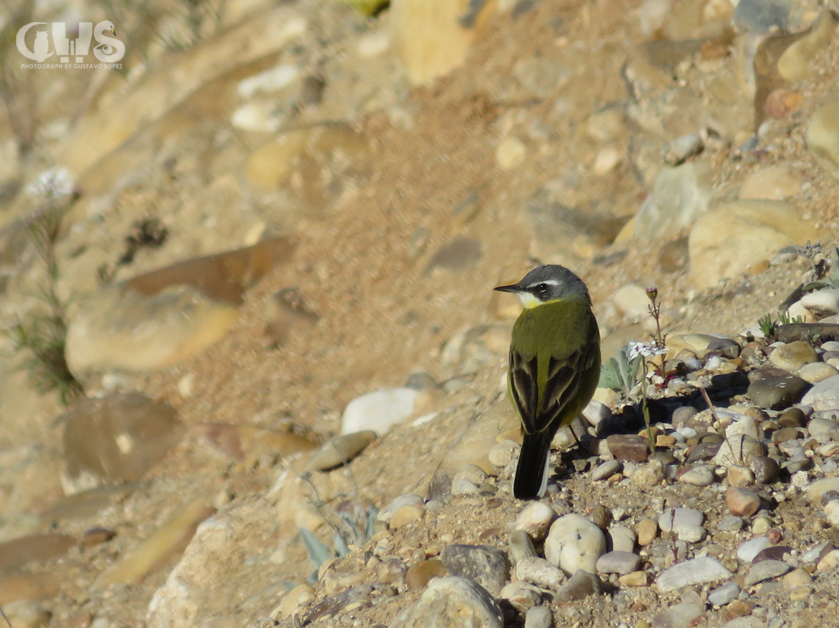 Western Yellow Wagtail (iberiae/cinereocapilla/pygmaea) - ML150398831