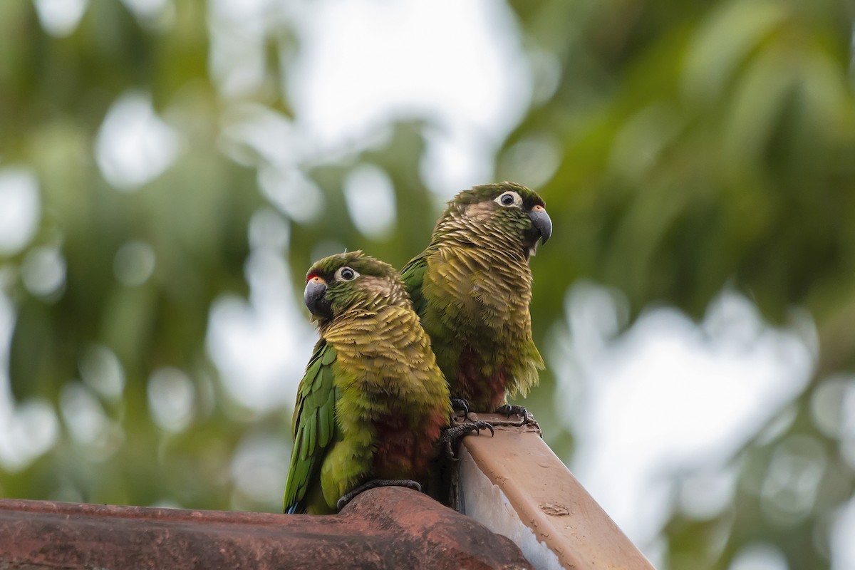 Maroon-bellied Parakeet - ML150402801