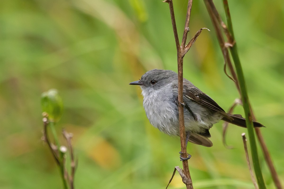 Sooty Tyrannulet - ML150402951