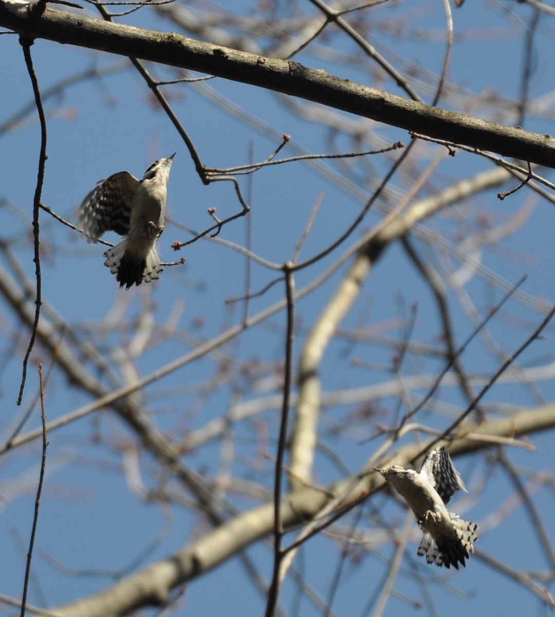 Downy Woodpecker - ML150403971