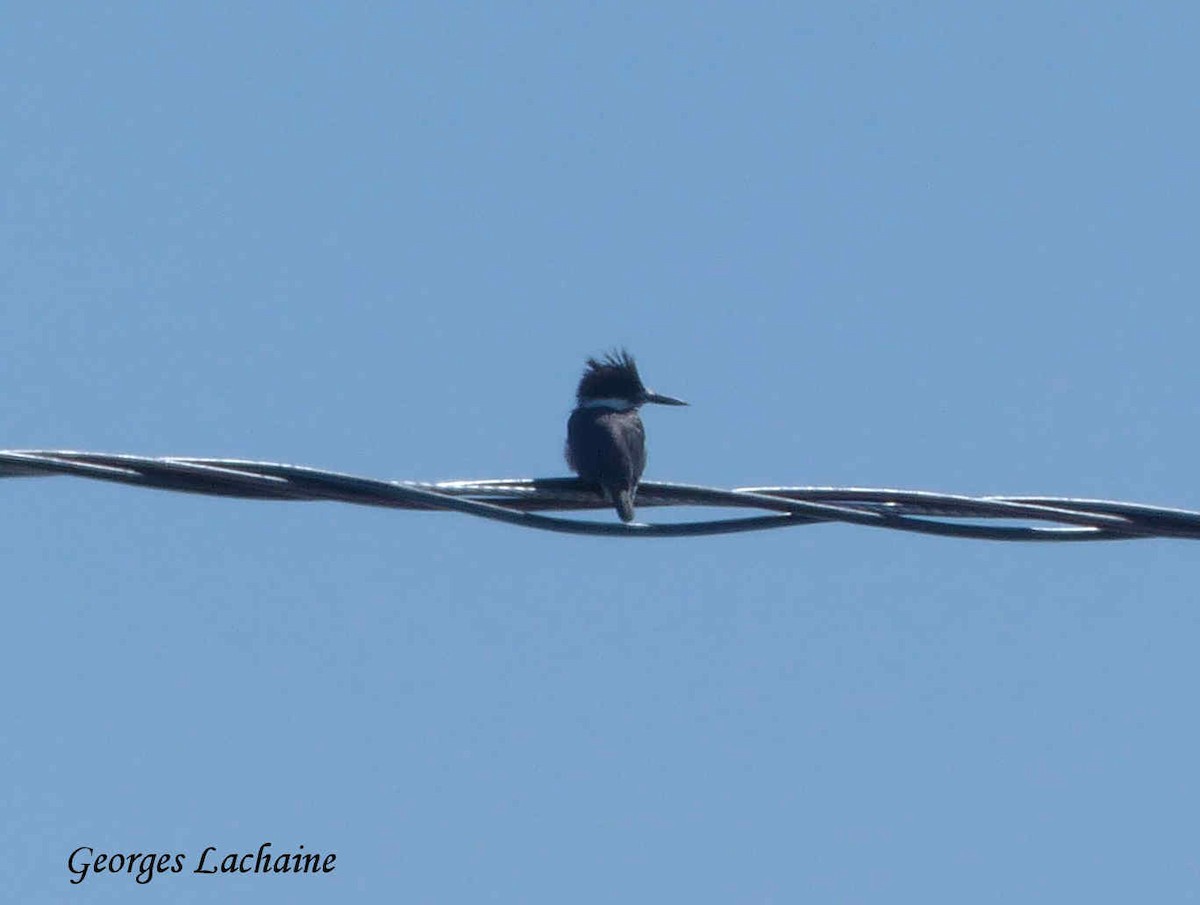 Belted Kingfisher - ML150407071