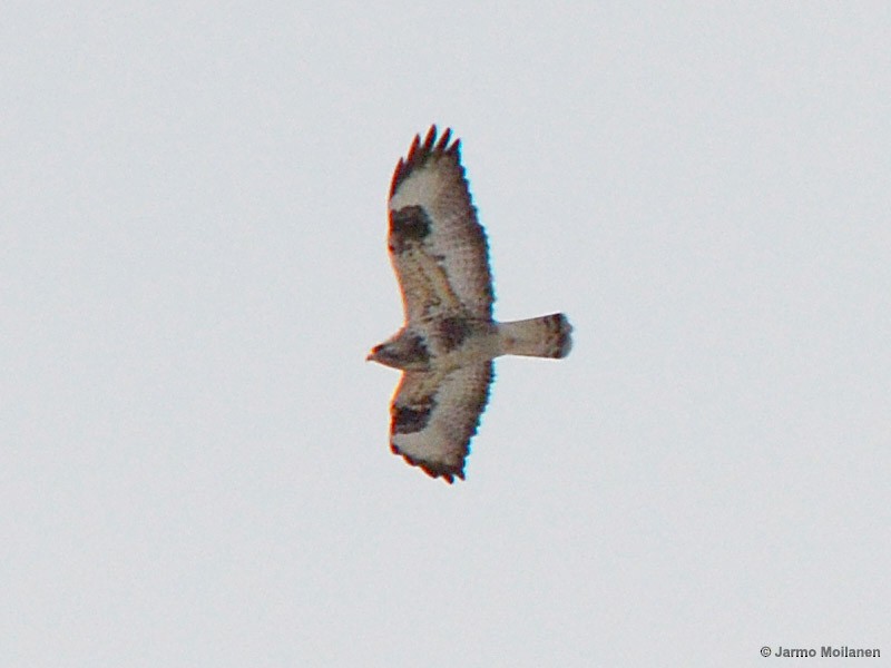 Rough-legged Hawk - ML150410161