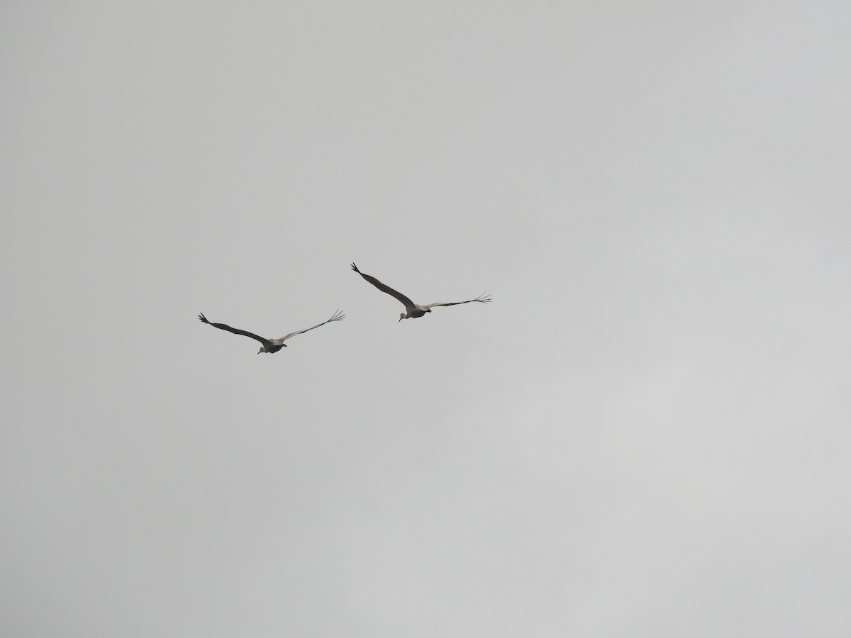 Sandhill Crane - ML150410261