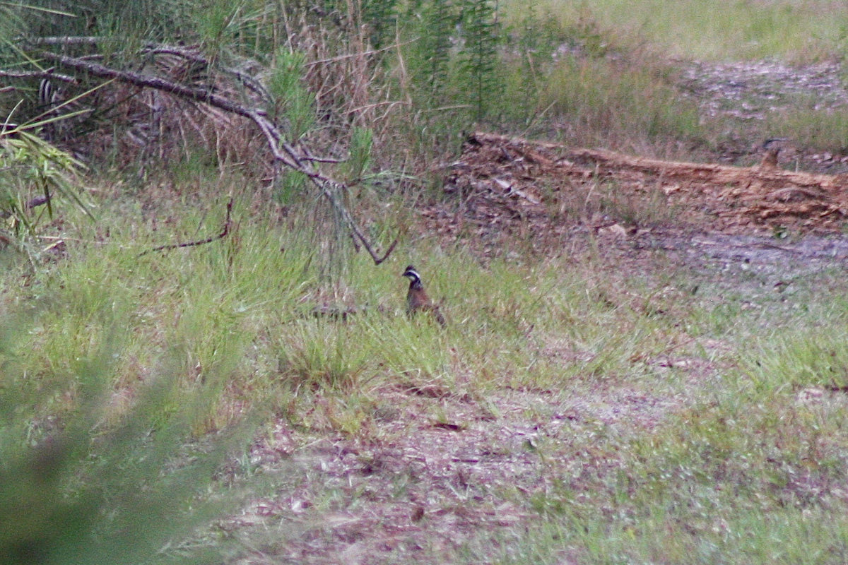 Northern Bobwhite - ML150412251