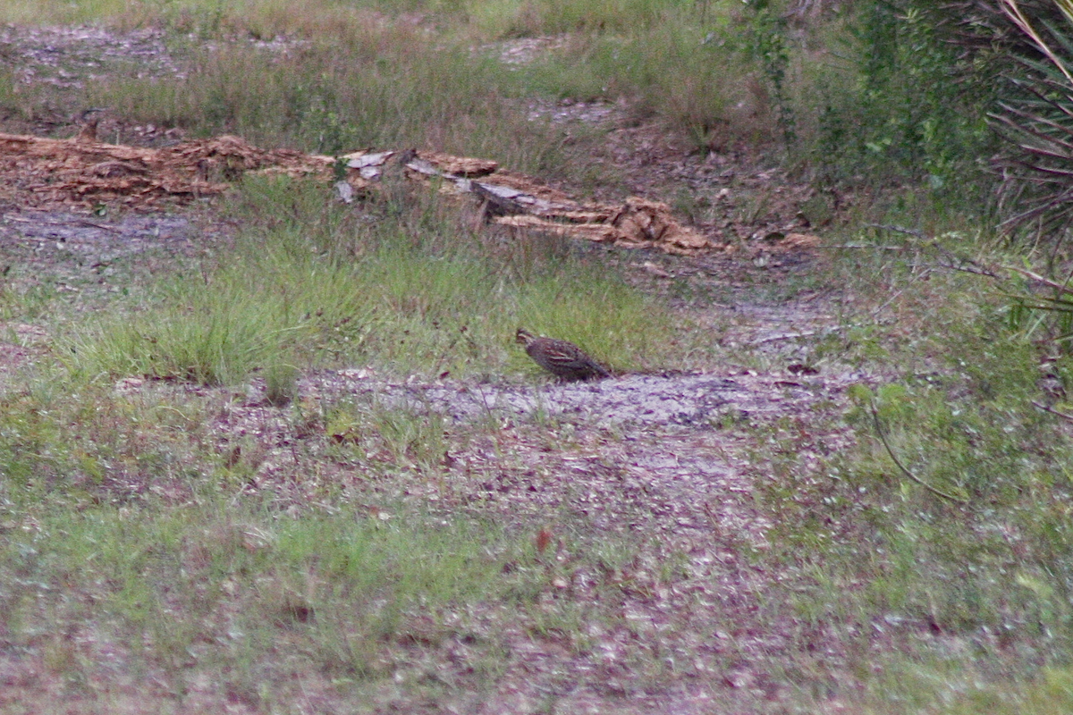 Northern Bobwhite - ML150412261