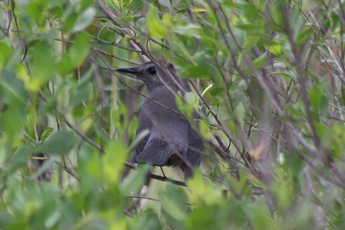 Gray Catbird - ML150412281