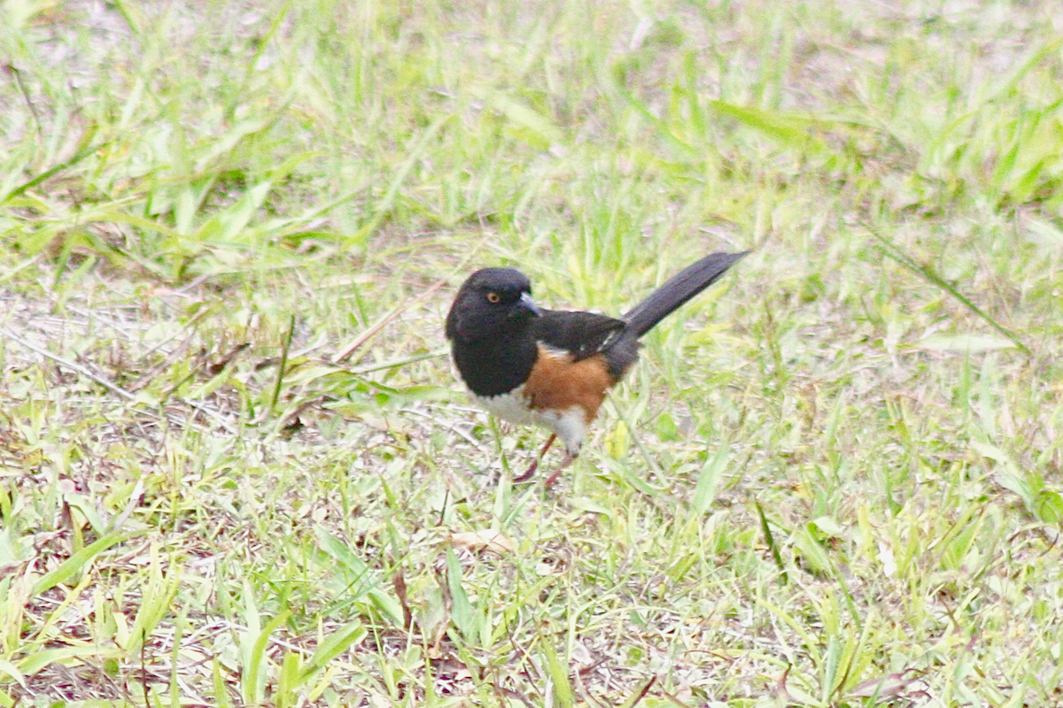 Eastern Towhee - ML150412321