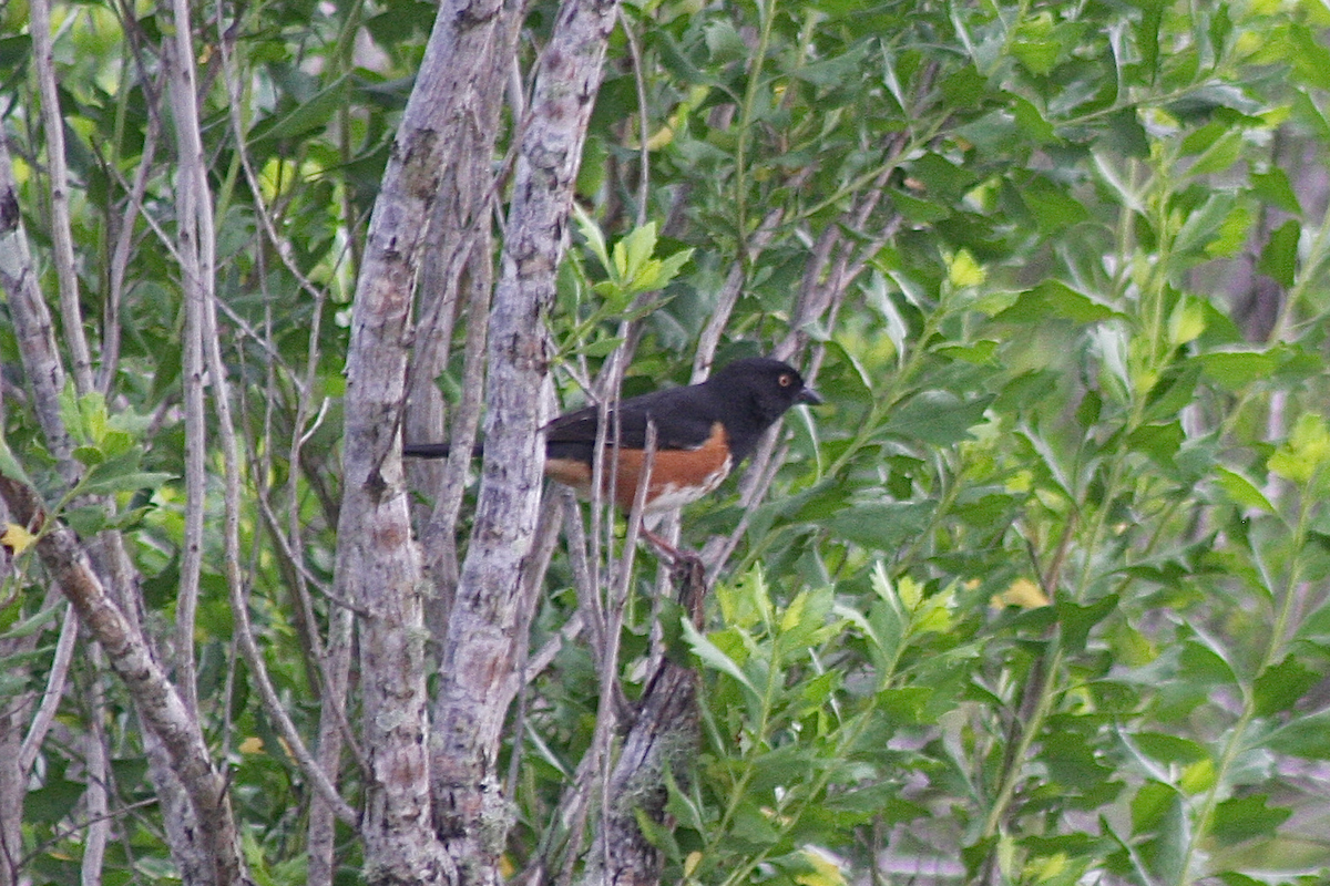 Eastern Towhee - ML150412351