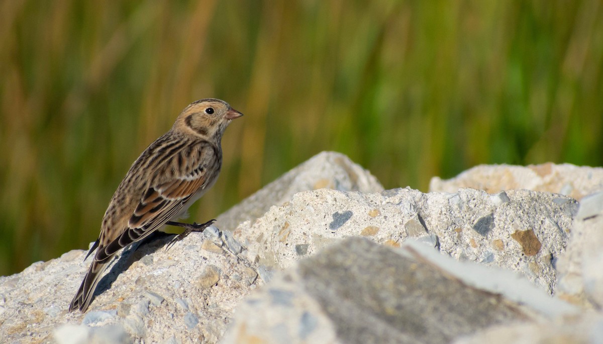 Lapland Longspur - Jerald Reb