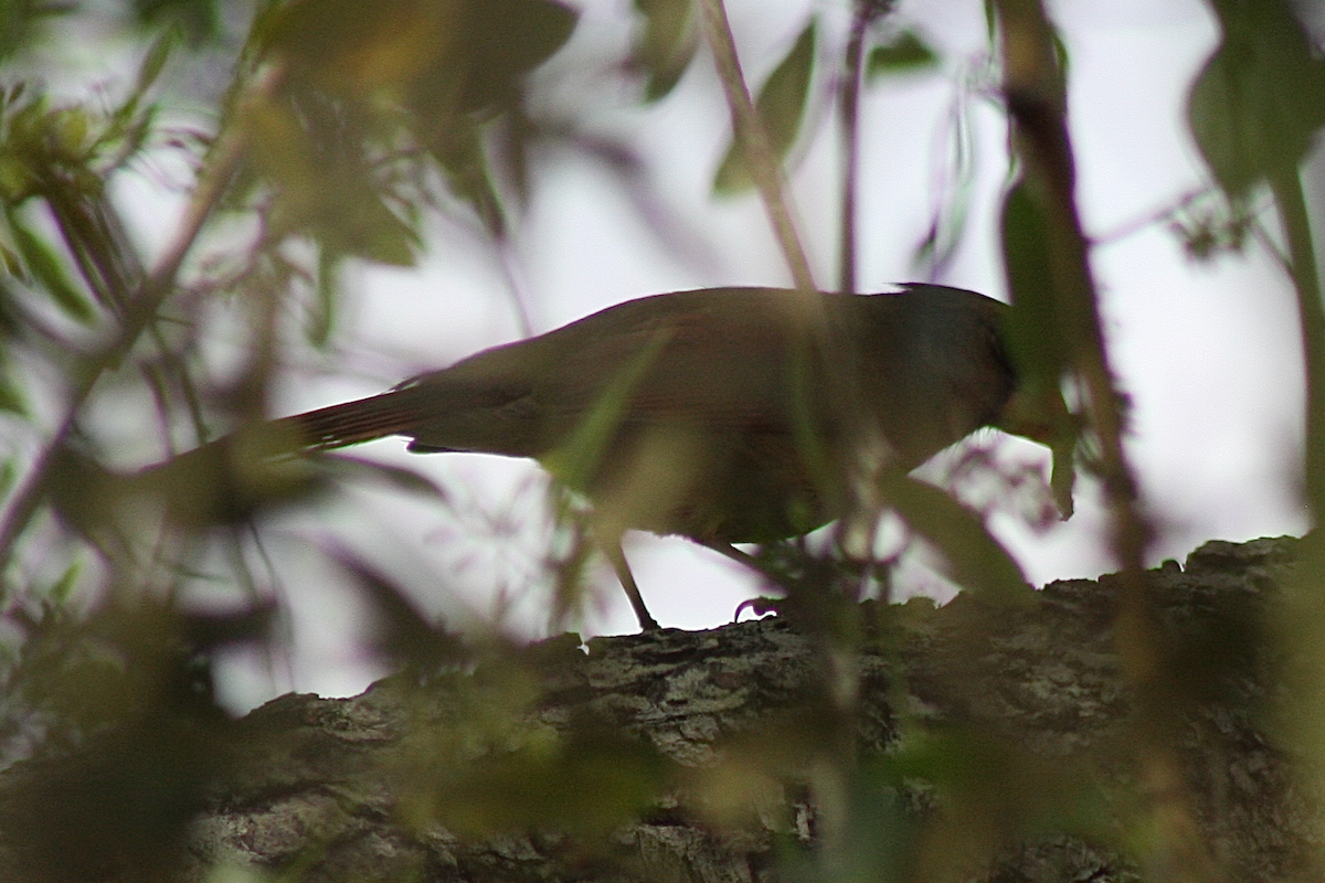 Northern Cardinal - ML150414521