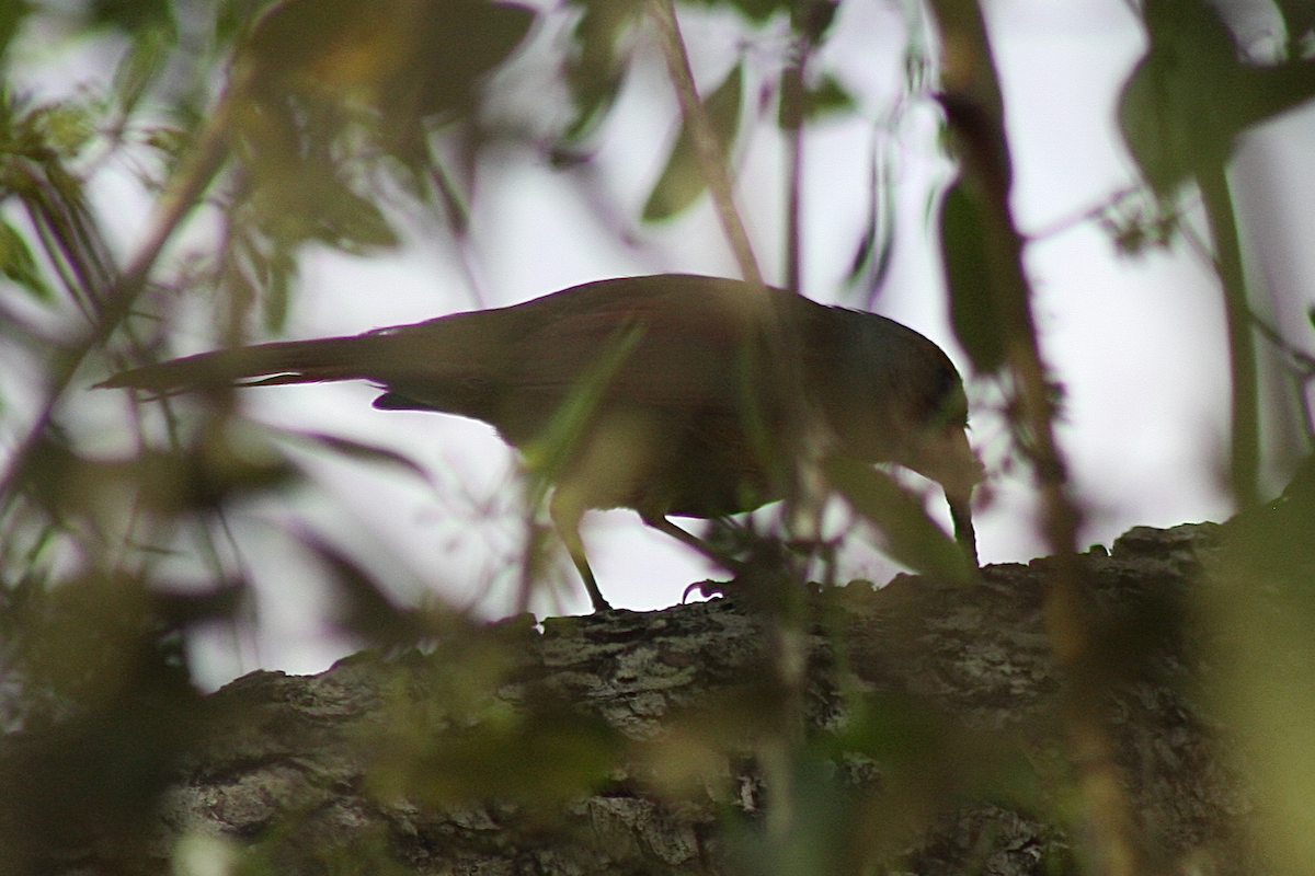 Northern Cardinal - ML150414531