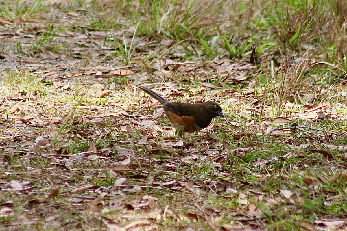 Eastern Towhee - ML150414601