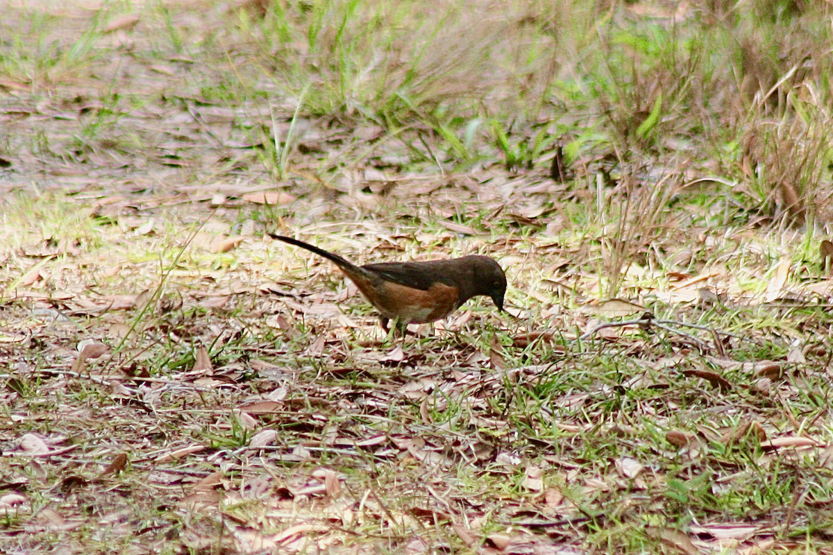 Eastern Towhee - ML150414611