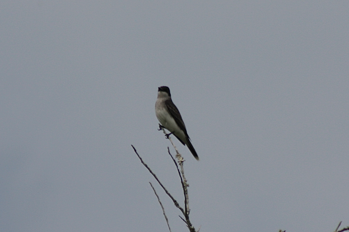 Eastern Kingbird - ML150414661