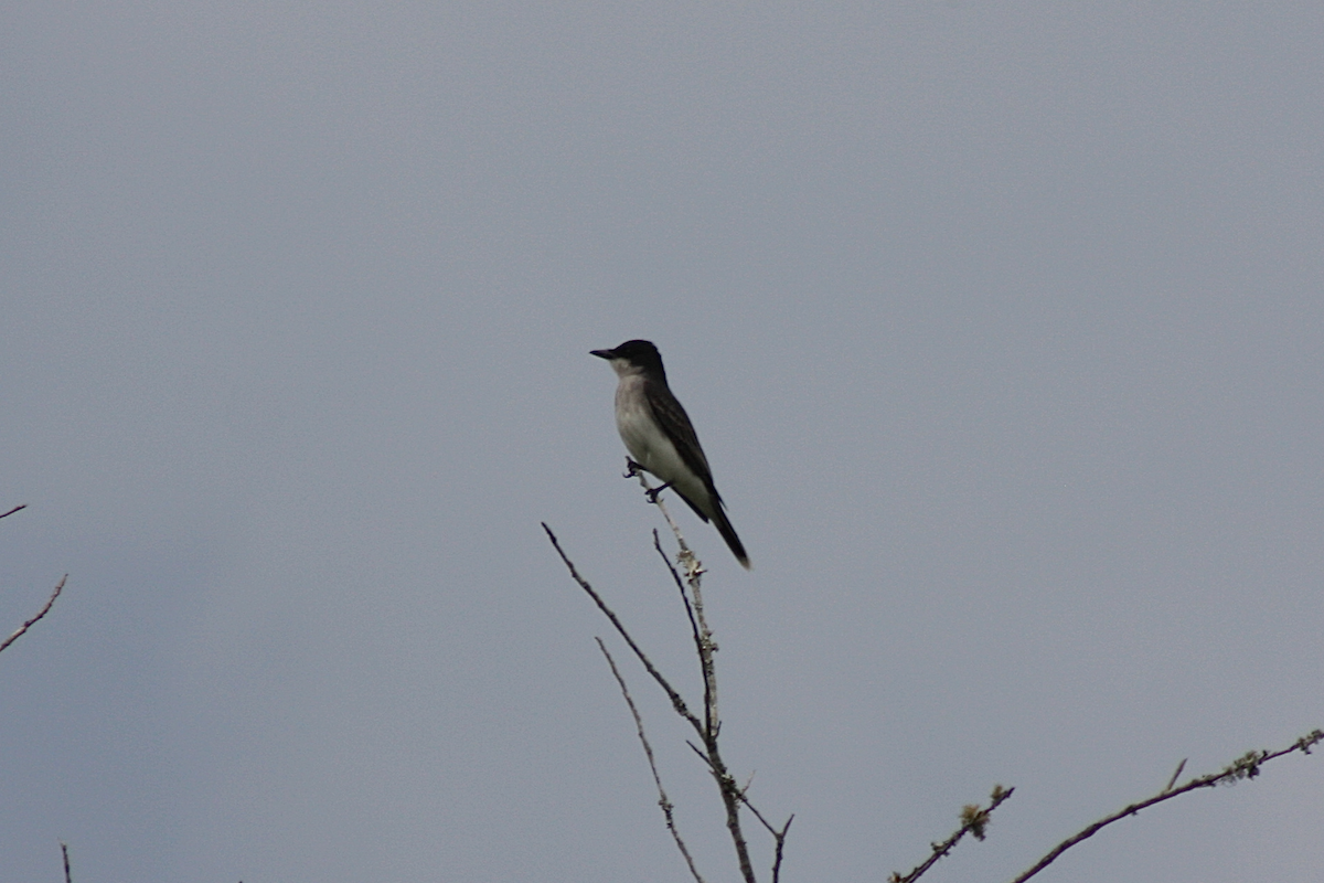 Eastern Kingbird - ML150414671