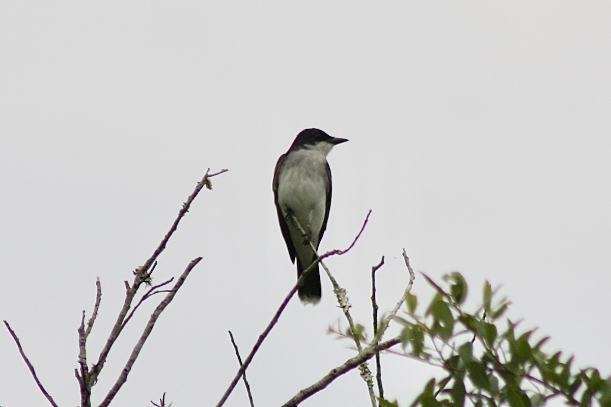 Eastern Kingbird - ML150414711