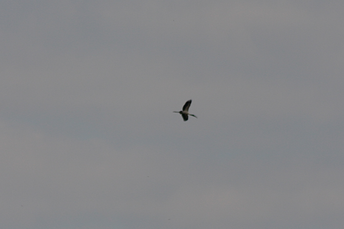 Wood Stork - ML150415781