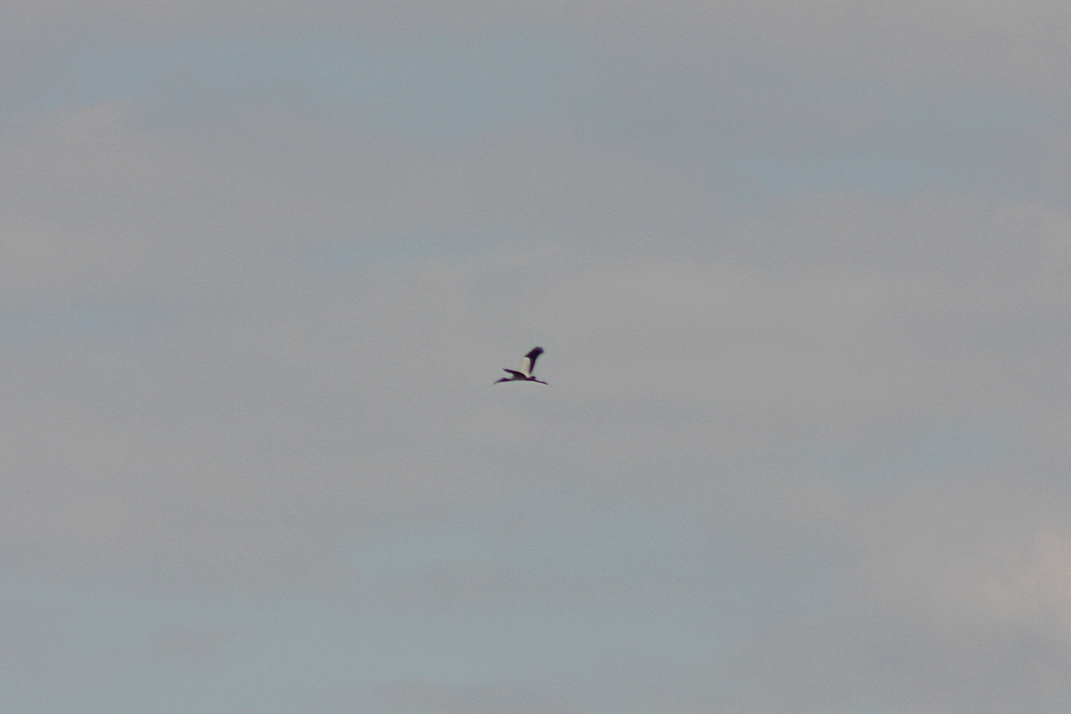 Wood Stork - ML150415791